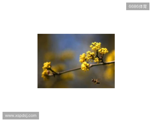 媒体人：拉米罗是否留任要看足协杯 国安在引援前要先确定主帅